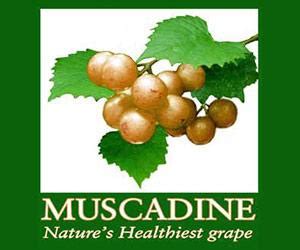 Muscadine Grapes: Central & North America Grape Variety