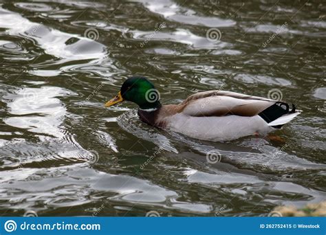 Adorable Male Mallard Duck Swimming in the Wavy Water Stock Image ...