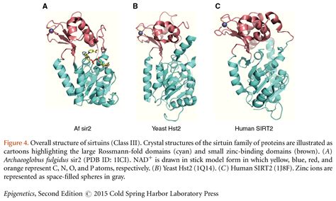 Erasers of Histone Acetylation: The Histone Deacetylase Enzymes