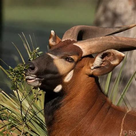 Bongo Antelope - Facts, Diet, Habitat & Pictures on Animalia.bio