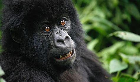 Virunga Mountains safaris with Africa Travel Resource