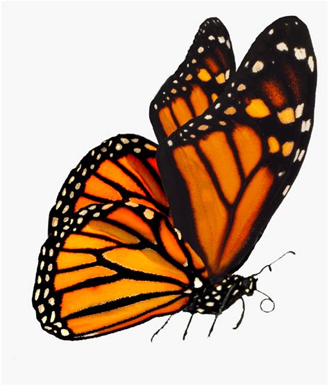 Largest Collection Of Free To Edit Monarch Butterflies - Monarch Butterfly Transparent ...