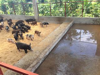 Philippine Native Pig Network: UNDERSTANDING THE PHILIPPINE NATIVE PIG BREED