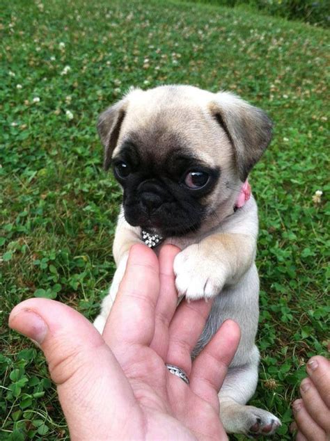 These 9 Tiny Puppies Will Surely Melt Your Heart | DogExpress