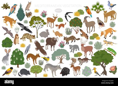 Mediterranean Climate Animals