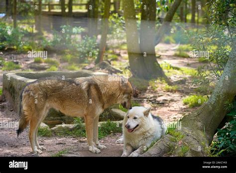 Wolf sanctuary Stock Photo - Alamy