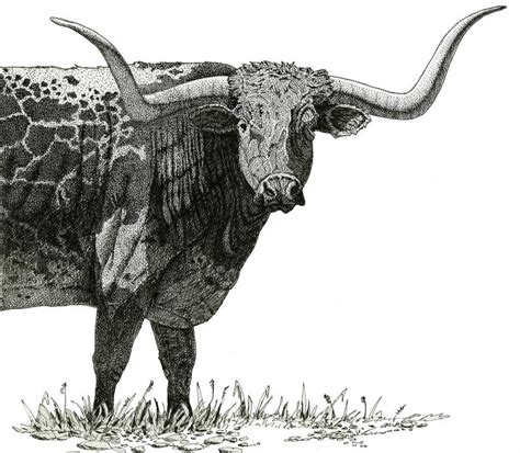 Texas Longhorn Drawing at PaintingValley.com | Explore collection of ...