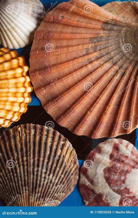 Beautiful Seashell On Wooden Background, Close Up View Of Scallop Texture And Background For ...