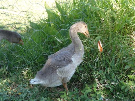 Pilgrim Geese thread | BackYard Chickens - Learn How to Raise Chickens