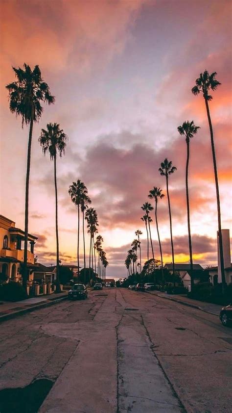 Los Angeles, palm, street, HD phone wallpaper | Peakpx