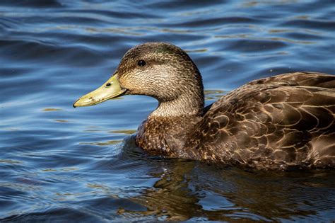 Yup, That’s a Black Duck | Great Bird Pics