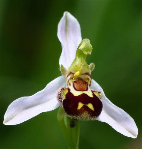 Bee Orchid - Dynamic Dunescapes