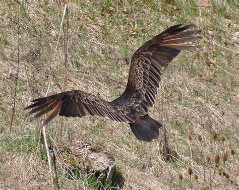 BARRY the BIRDER: Turkey Vultures nest in Bob and Carol Field's barn...