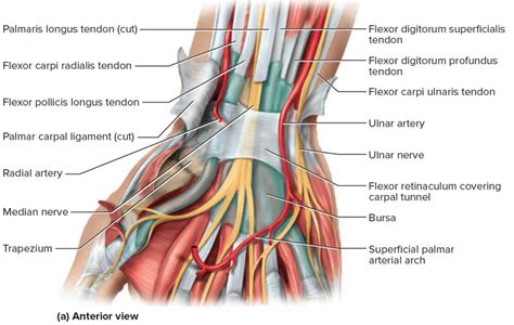 Carpal Tunnel Syndrome - Causes, Treatment, Splint & Surgery