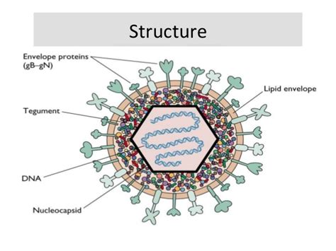 Herpes simplex virus(HSV): structure and genome, mode of transmission ...