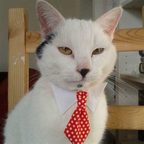 Boss cat : r/Catswithjobs