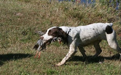 Methods to Train English Springer Spaniel Dog – Strategies and Techniques for Easy Training of Pets