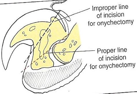 Foot and Claw Surgery