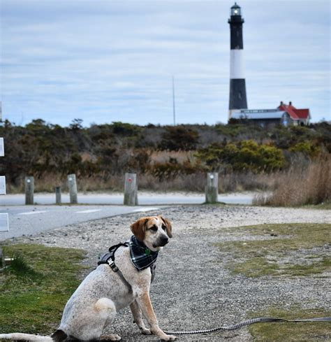 Fire Island National Seashore - The Tail Guide