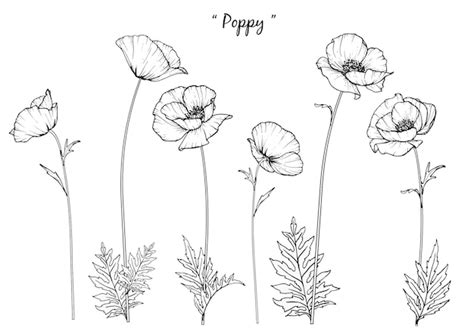 Premium Vector | Poppy leaf and flower drawings.