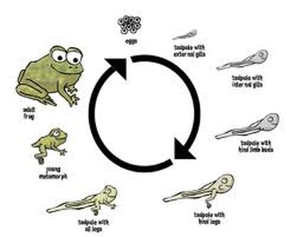 Life Cycle - White Tree Frogs