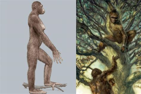 Ardipithecus ramidus