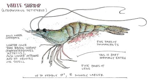 Shrimps Anatomy - Anatomical Charts & Posters