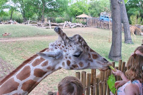 New African Savanna Exhibit Open at the Fort Worth Zoo - Oh, the Places ...