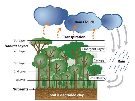 About Rainforests - Rainforests