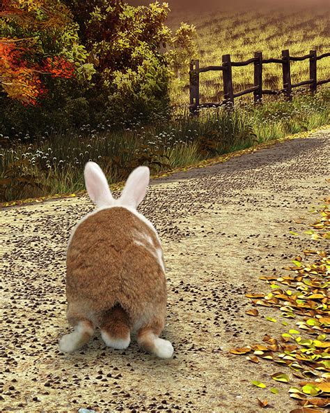 Bunny Trail Photograph by Diane Bell