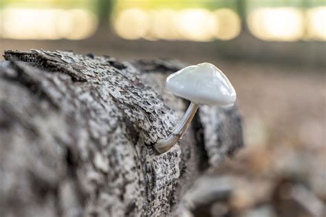 Mushroom Forest Autumn - Free photo on Pixabay - Pixabay