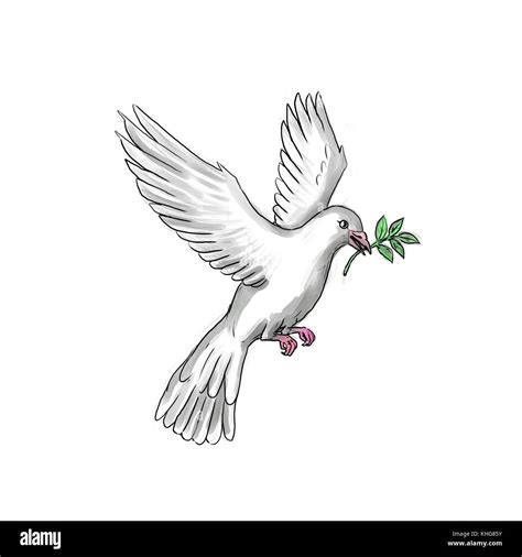 Tattoo style illustration of a dove or pigeon flying with olive branch Stock Photo - Alamy