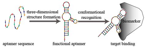 Molecules | Free Full-Text | A Highlight of Recent Advances in Aptamer Technology and Its ...