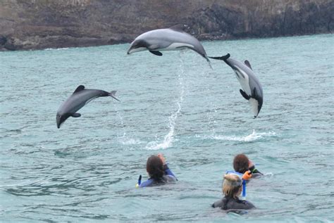 Swimming With Wild Dolphins In Akaroa 2023, 44% OFF