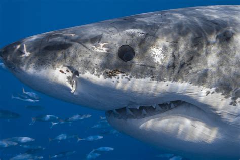 Great white shark eye | Close-up of shot of a male great whi… | Flickr