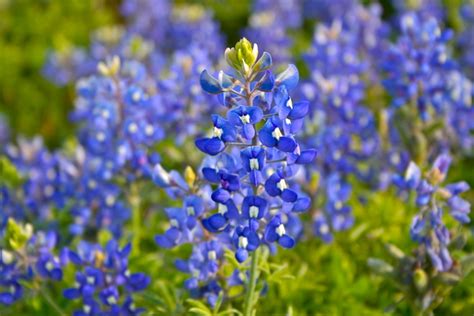 Free Texas Bluebonnets Stock Photo - FreeImages.com