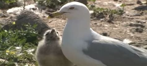 What Is An Aves Bird? - GalaxySplash