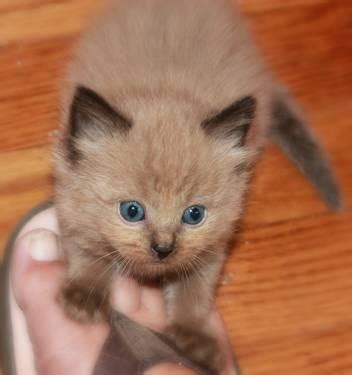 Mink Ragdoll Kittens for Sale in Norfolk, Virginia Classified ...