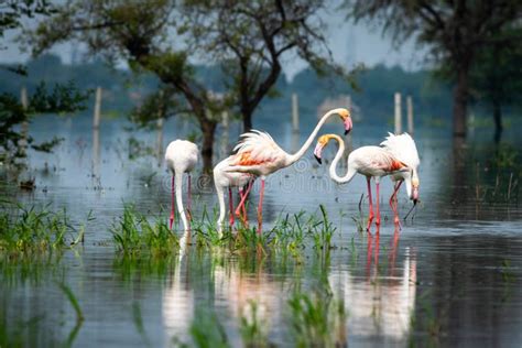 Nature Scenery or Natural Painting by Greater Flamingo Flock or ...