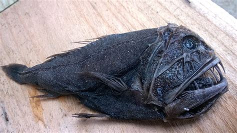 Ghoulish deep-sea fish wash up on Scottish beach (PHOTOS) — RT World News