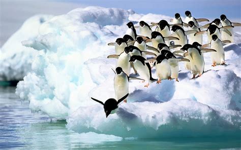 Group of penguins diving off the ice | HD Animals Wallpapers