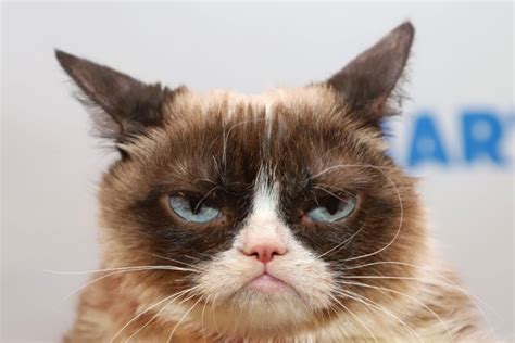 RIP Grumpy Cat: The meme and internet phenomenon is dead