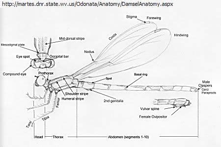 19 Anatomy of Odonata ideas | dragonfly drawing, damselfly, dragonfly