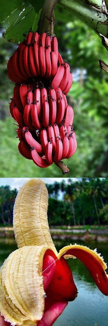 Red Bananas Tree | Red banana tree, Banana tree, Fruit