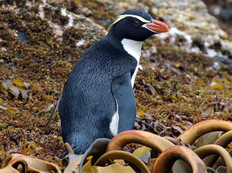 Snares Penguin - eBird