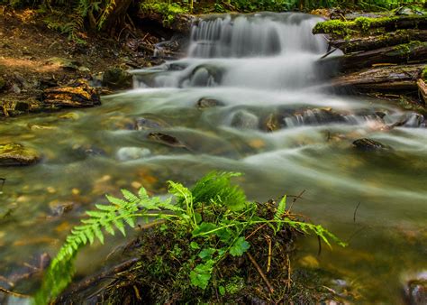 forest, Jungle, River, Rocks, Stones, Waterfalls, Canada Wallpapers HD / Desktop and Mobile ...