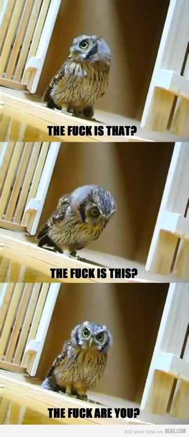 Hilariously Adorable Owl Memes 17 | Funny owls, Funny animal pictures, Haha funny