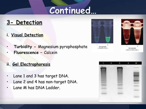 LAMP PCR | PPT