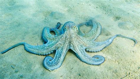 How do octopuses change color? | RallyPoint