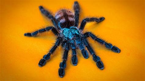 Antilles Pinktoe Tarantula: An Insight into the Caribbean Beauty